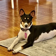 Basenji703