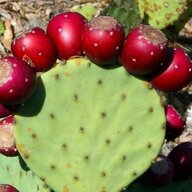 Prickly Pear