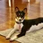Basenji703