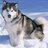 Alaska_Wolf